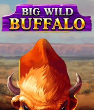 Big Wild Buffalo