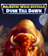Majestic Wild Buffalo: Dusk Till Dawn