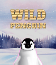 Wild Penguin