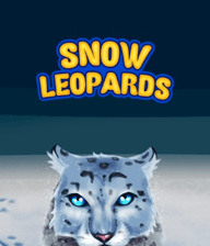 Snow Leopards