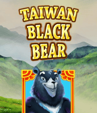Taiwan Black Bear
