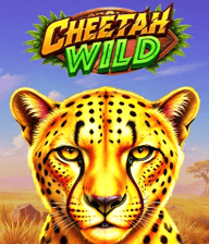 Cheetah Wild