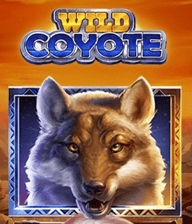 Wild Coyote